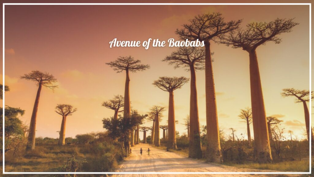 20250114 - TVMW© - Avenue of the Baobabs Four Things to Admire in Madagascar - Avenue of the Baobabs - The Voyage Magazine