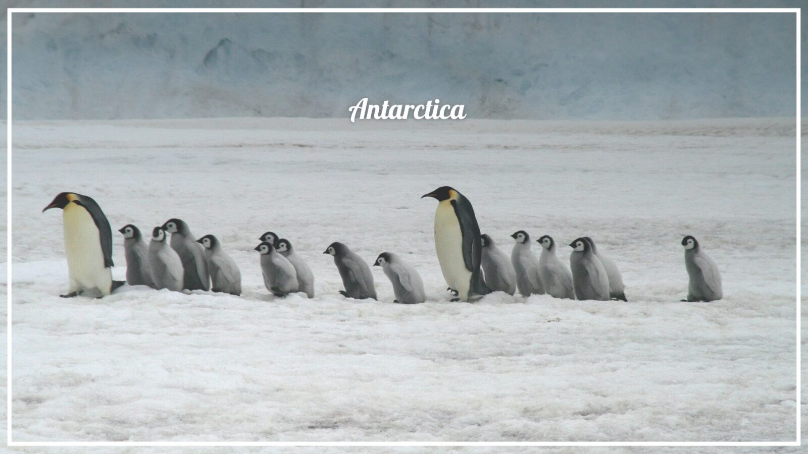 Penguins - The Voyage Magazine