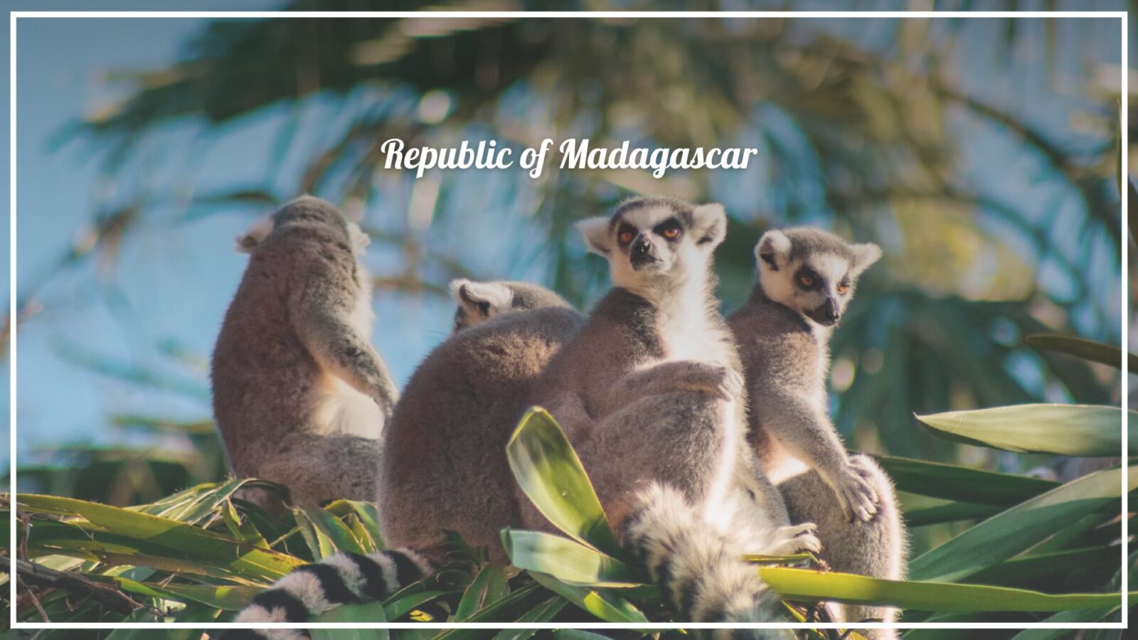 Ring-Tailed Lemur - Four Things to Admire in Madagascar - The Voyage Magazine Ring-Tailed Lemur - Four Things to Admire in Madagascar