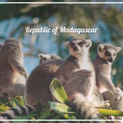Ring-Tailed Lemur - Four Things to Admire in Madagascar