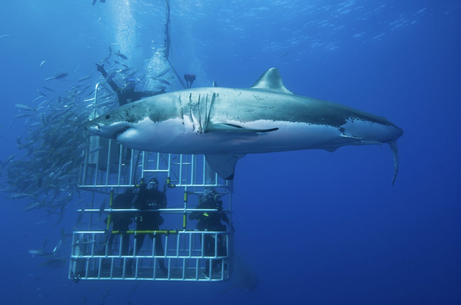 Here Are 5 Of The Most Incredible Things To Do Once In Life