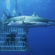 Here Are 5 Of The Most Incredible Things To Do Once In Life