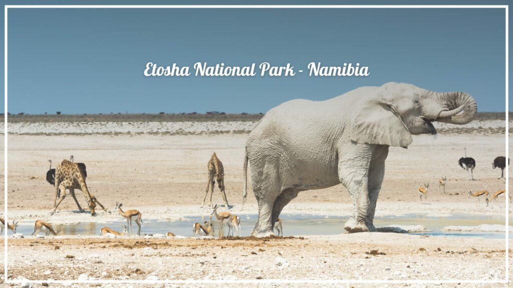 Etosha National Park - Namibia - The Voyage Magazine Etosha National Park - Namibia