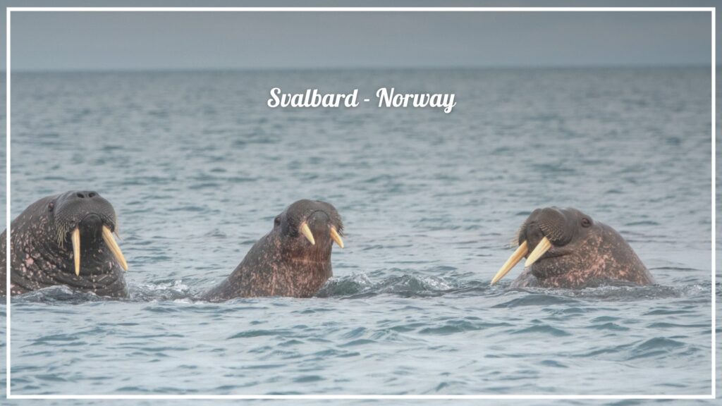 Svalbard - Norway - The Voyage Magazine Svalbard - Norway