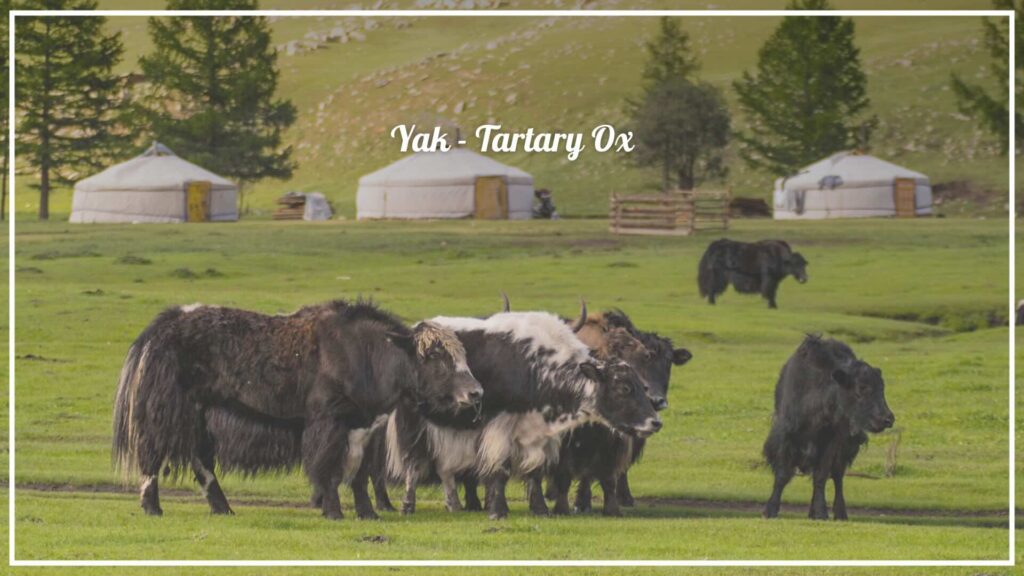 Yak - Tartary Ox - The Voyage Magazine Yak - Tartary Ox