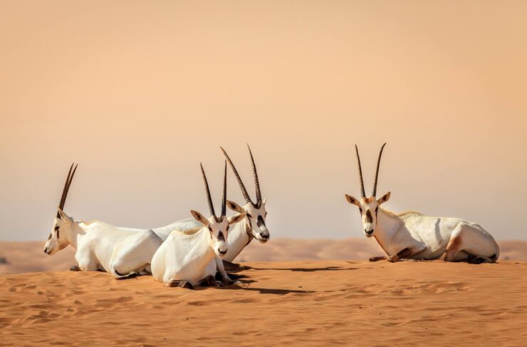 Arabian Oryx