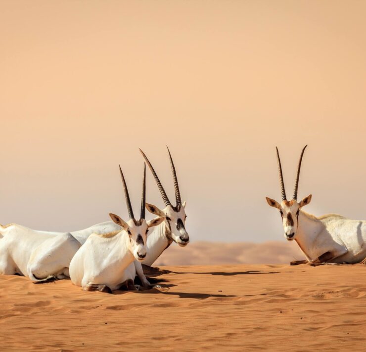 Arabian Oryx