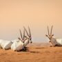 Arabian Oryx